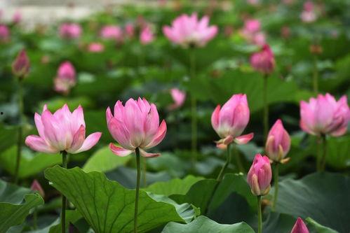 莲花在线最新爆料,最新爆料背后的惊人真相  第2张